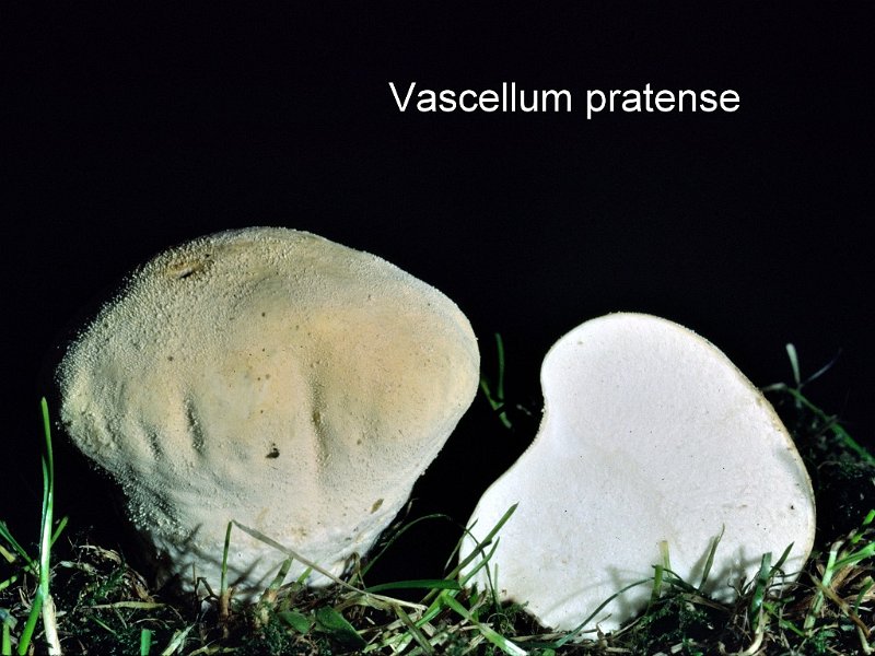 Vascellum pratense-amf1920-1.jpg - Vascellum pratense ; Syn1: Lycoperdon pratense ; Syn2: Lycoperdon depressum ; Non français: Vesse de loup à diaphragme